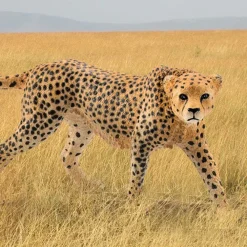 Figurine guépard femelle