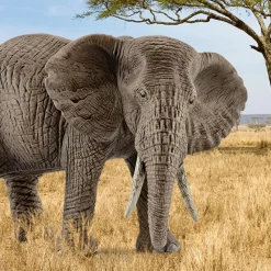 Figurine éléphant d'Afrique femelle